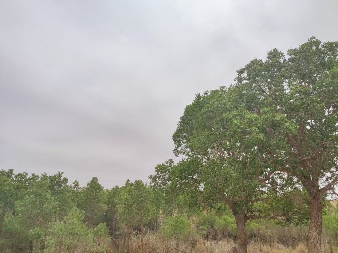 The Man Who Plants Trees in the Gobi Desert Near Dunhuang