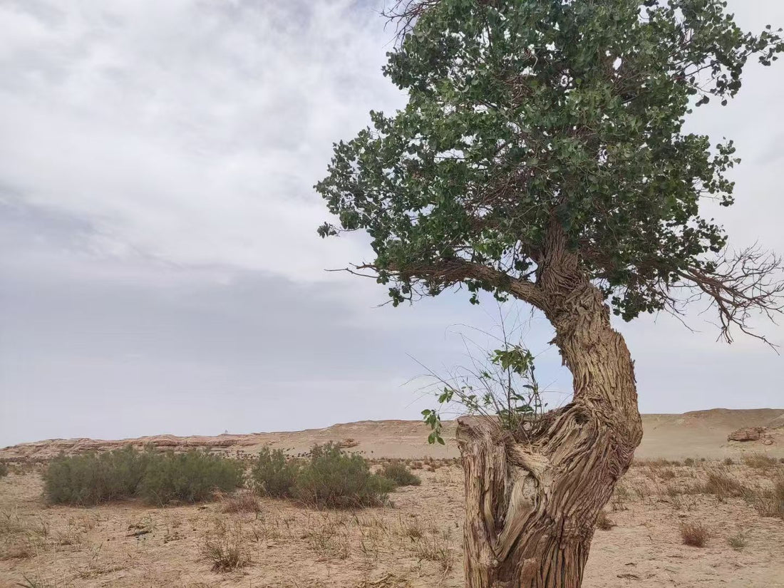 Why Are Poplar Trees Important in the Gobi Desert?
